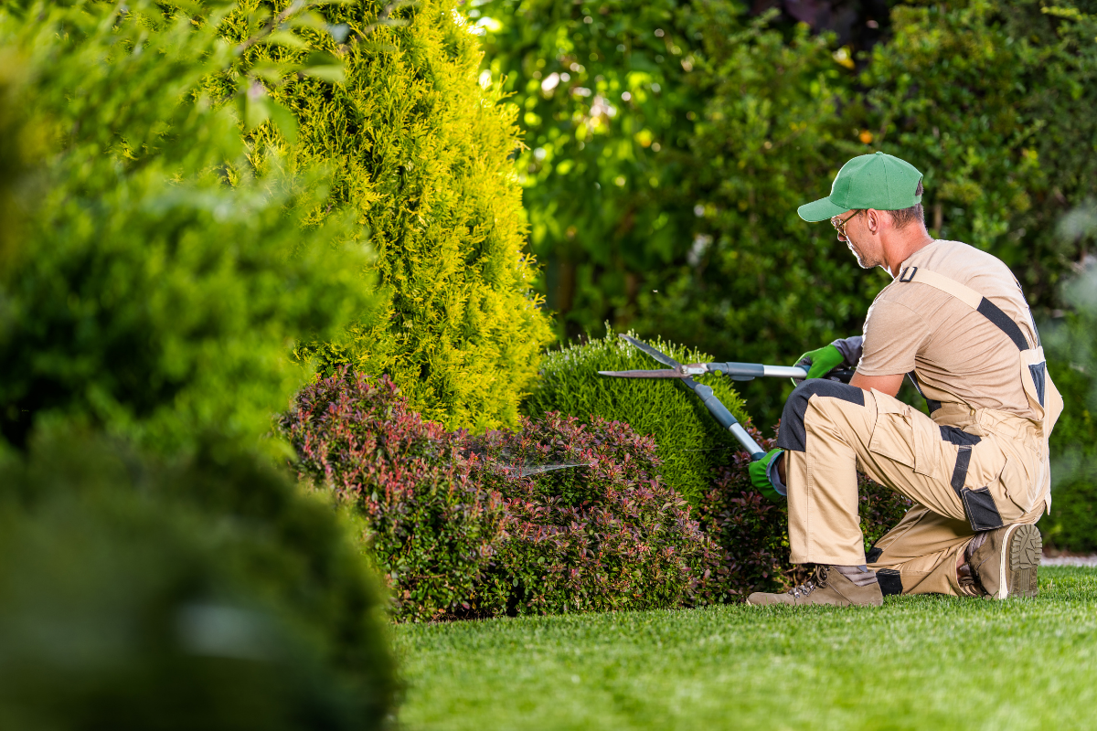 Shrub garden rechaping